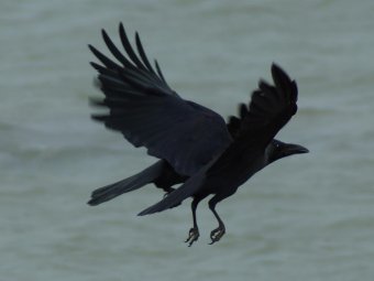 Бла-бла… Карр! Бла-бла… Карр!