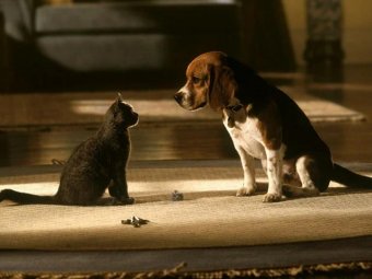 Стоп-кадр из к/ф «Кошки против собак».